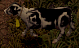 Dairy Cow