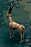 Gazelle