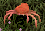 Krythan Crab