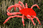 Large Ocean Crab