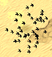 Locust Swarm