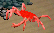 Ocean Crab