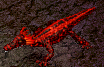 Red Salamander