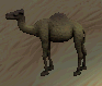 Wild Camel